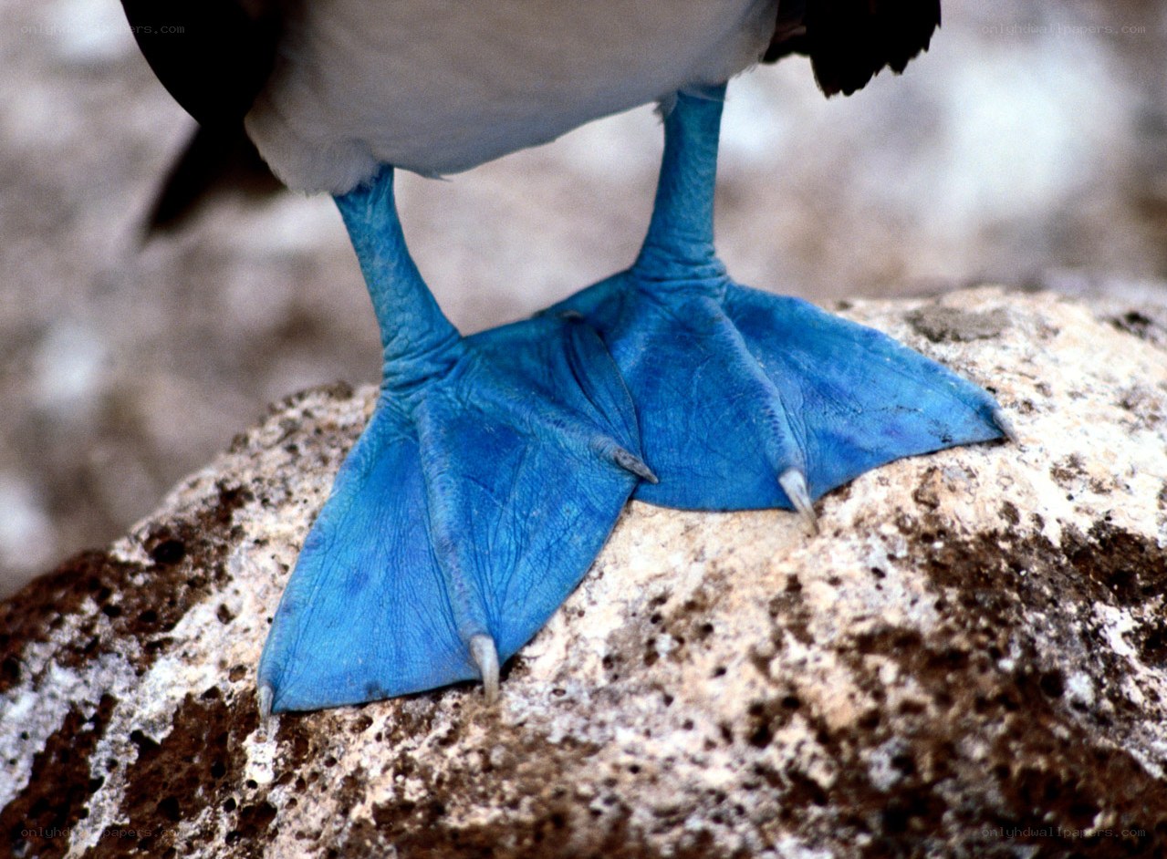 blue-footed booby feet