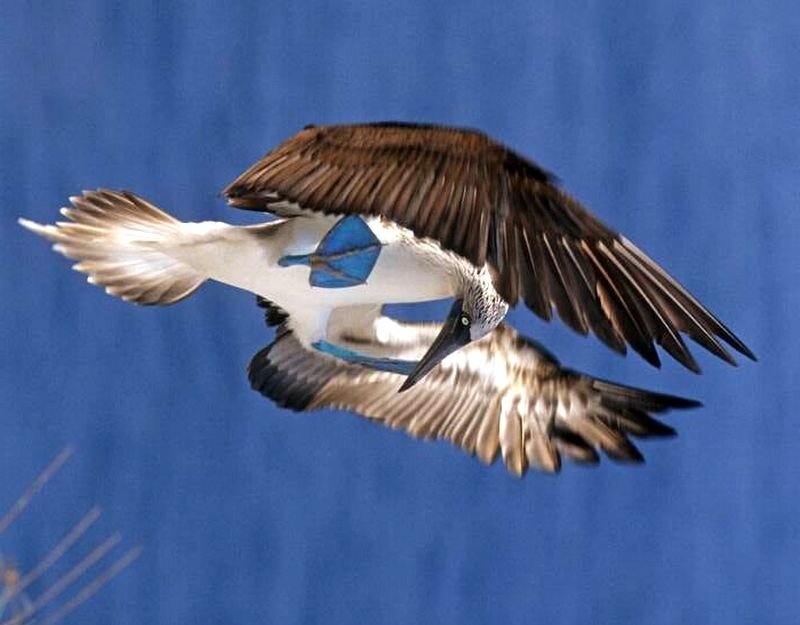 Blue-footed Booby in Flight — Blue