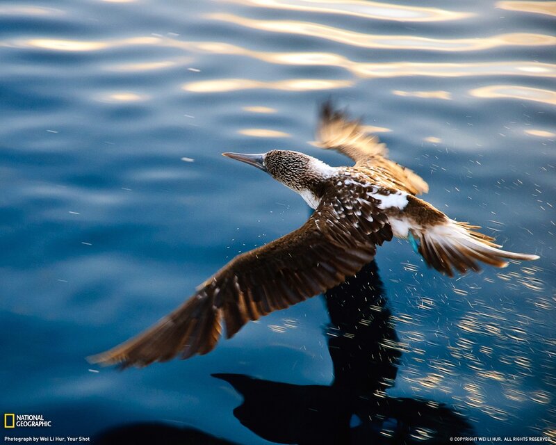 Blue-footed booby in flight