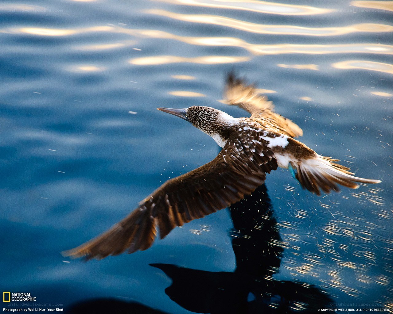 Blue-footed booby in flight