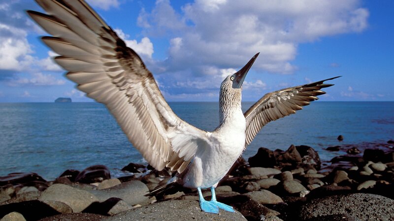 Blue-footed booby on a rocky shore