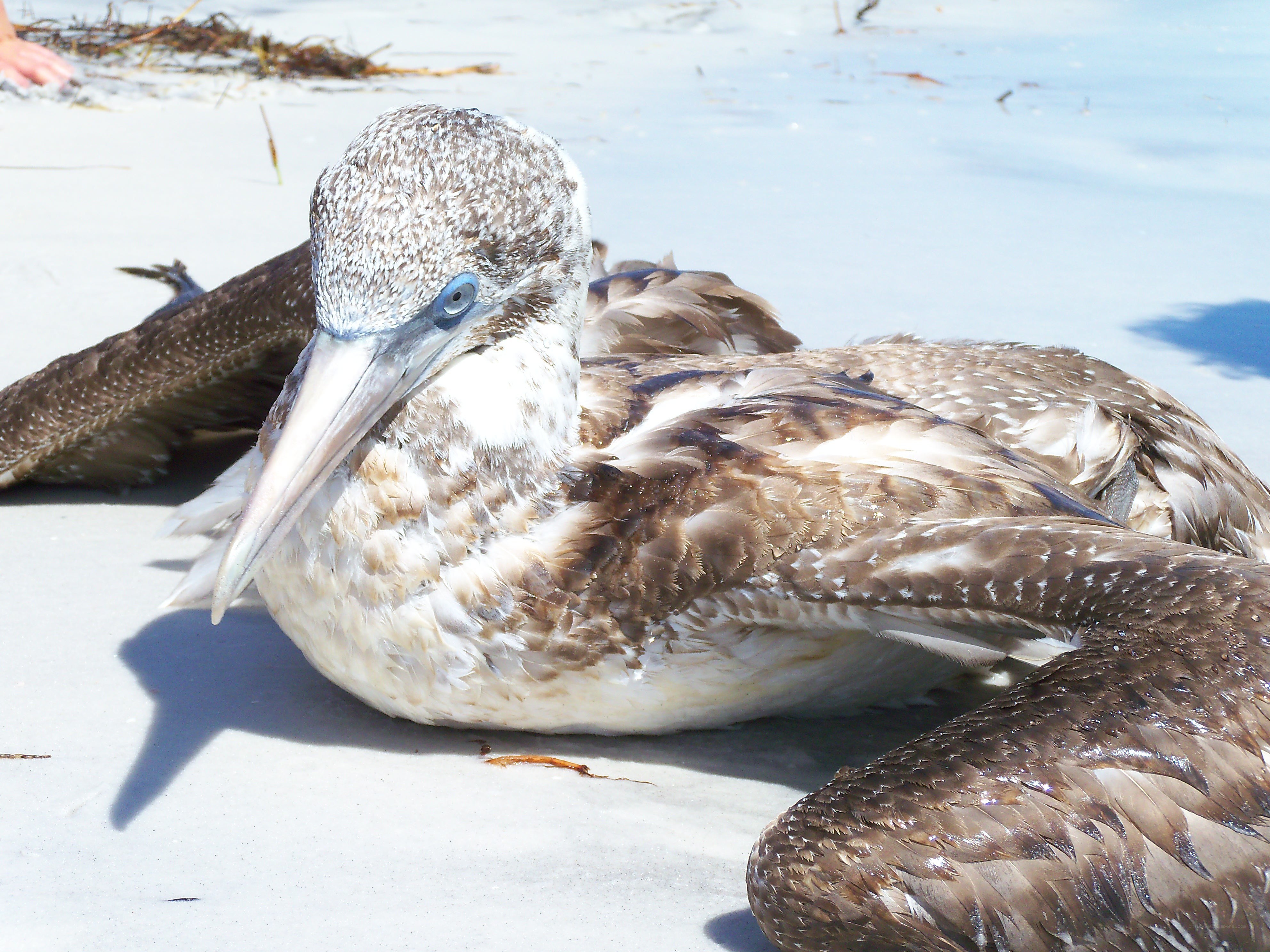 Blue-footed booby on beach