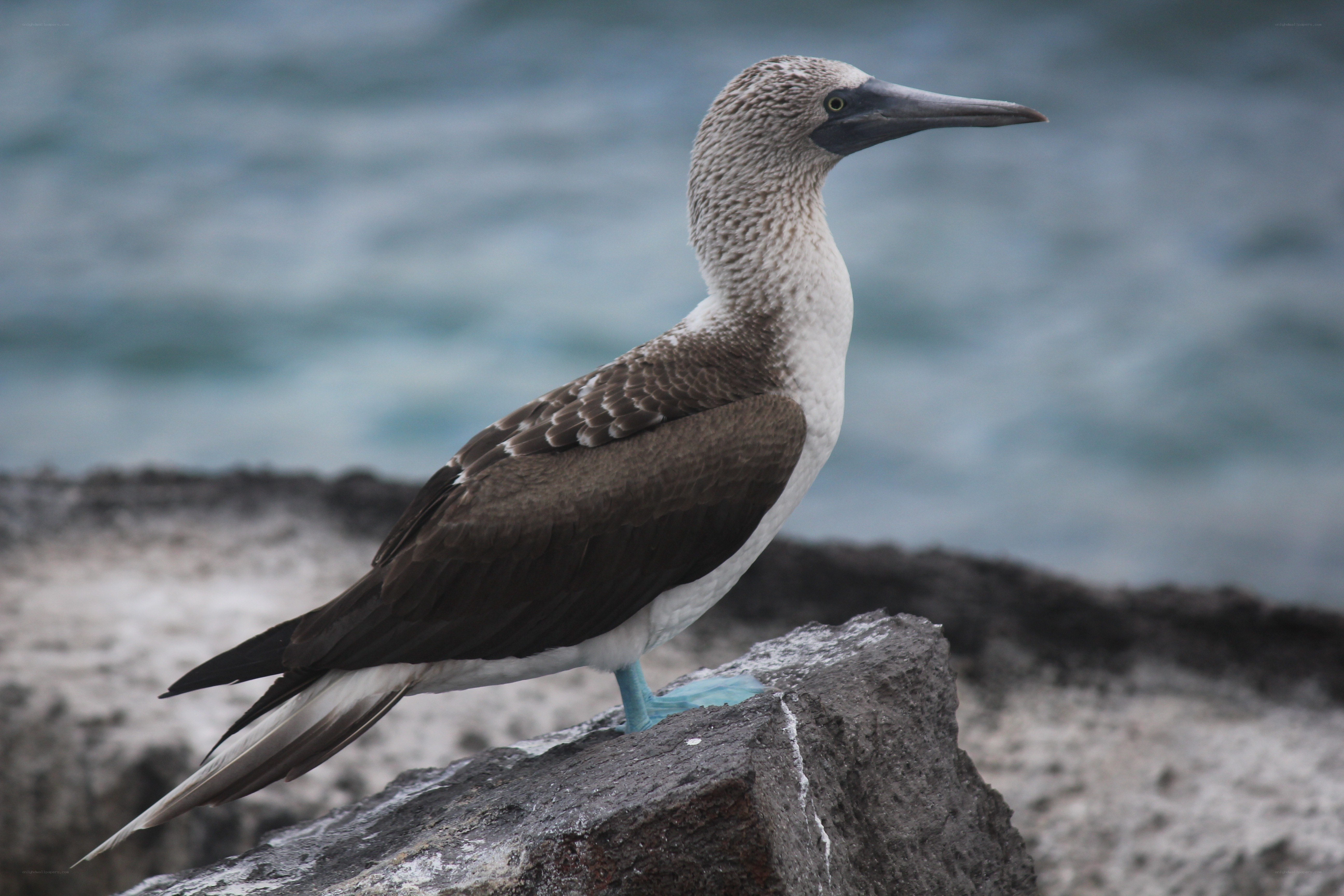 Blue-footed booby on rock