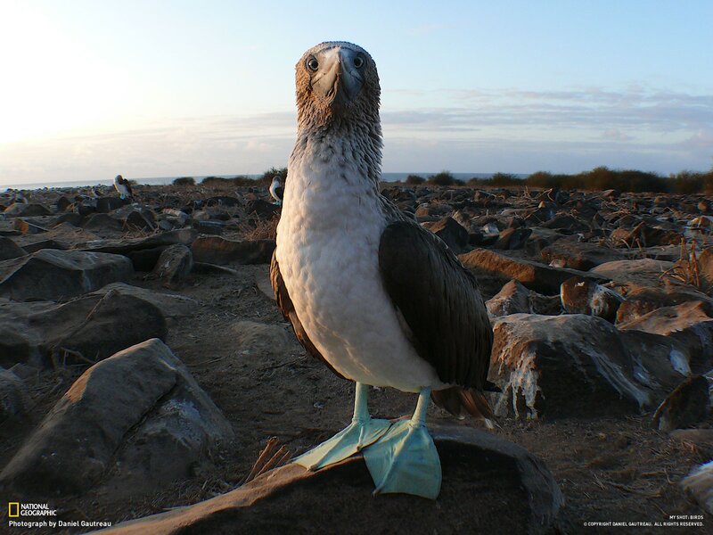 Blue-footed booby on rocks