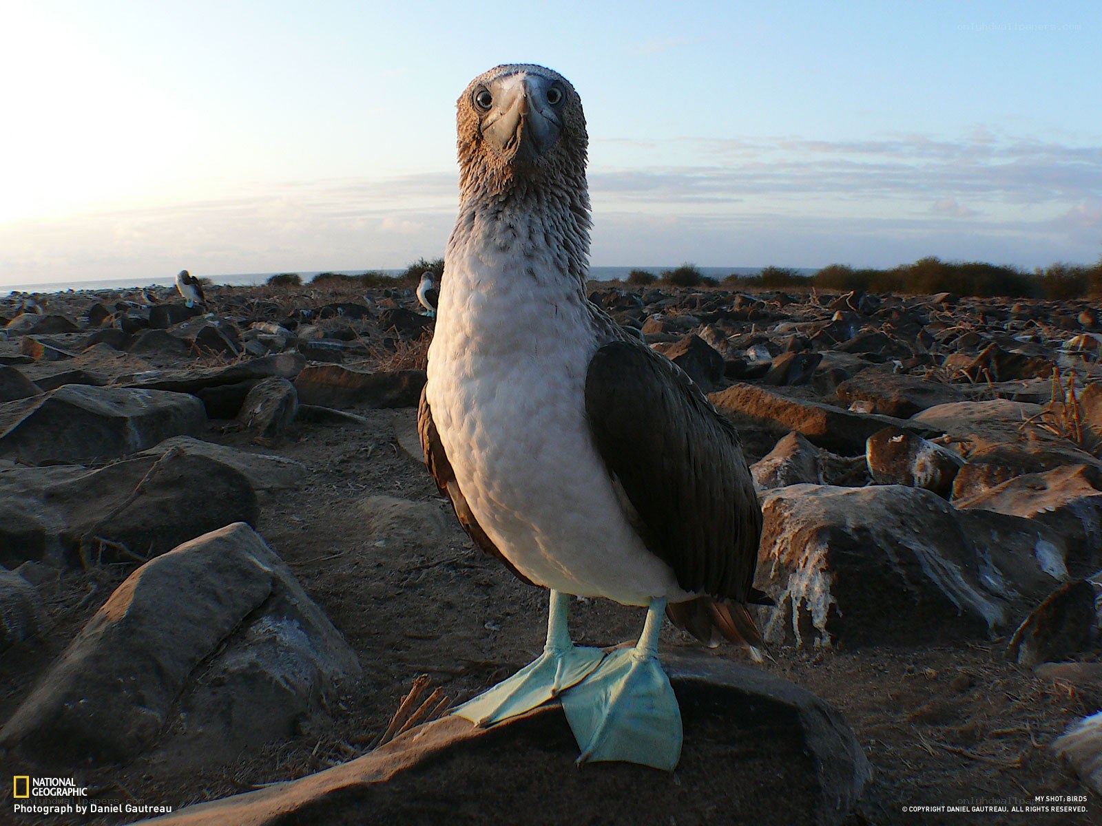 Blue-footed booby on rocks