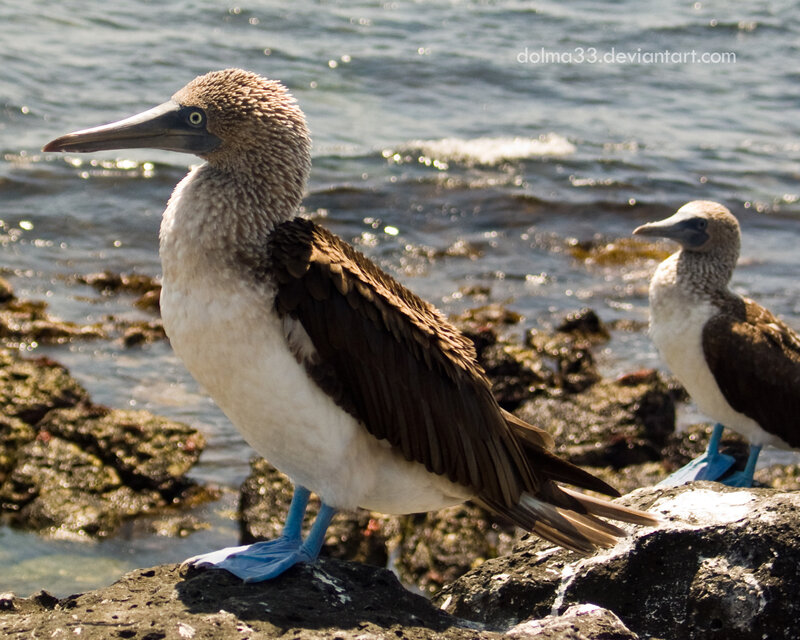 Blue-footed booby on rocks