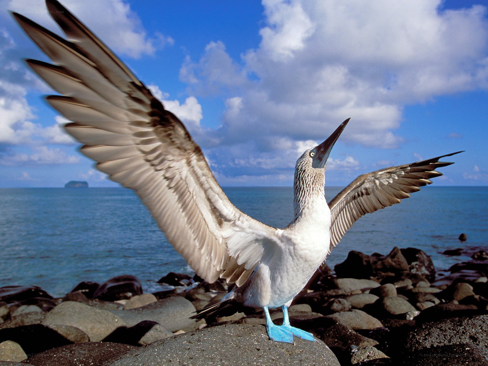 Blue-footed booby on rocky shore