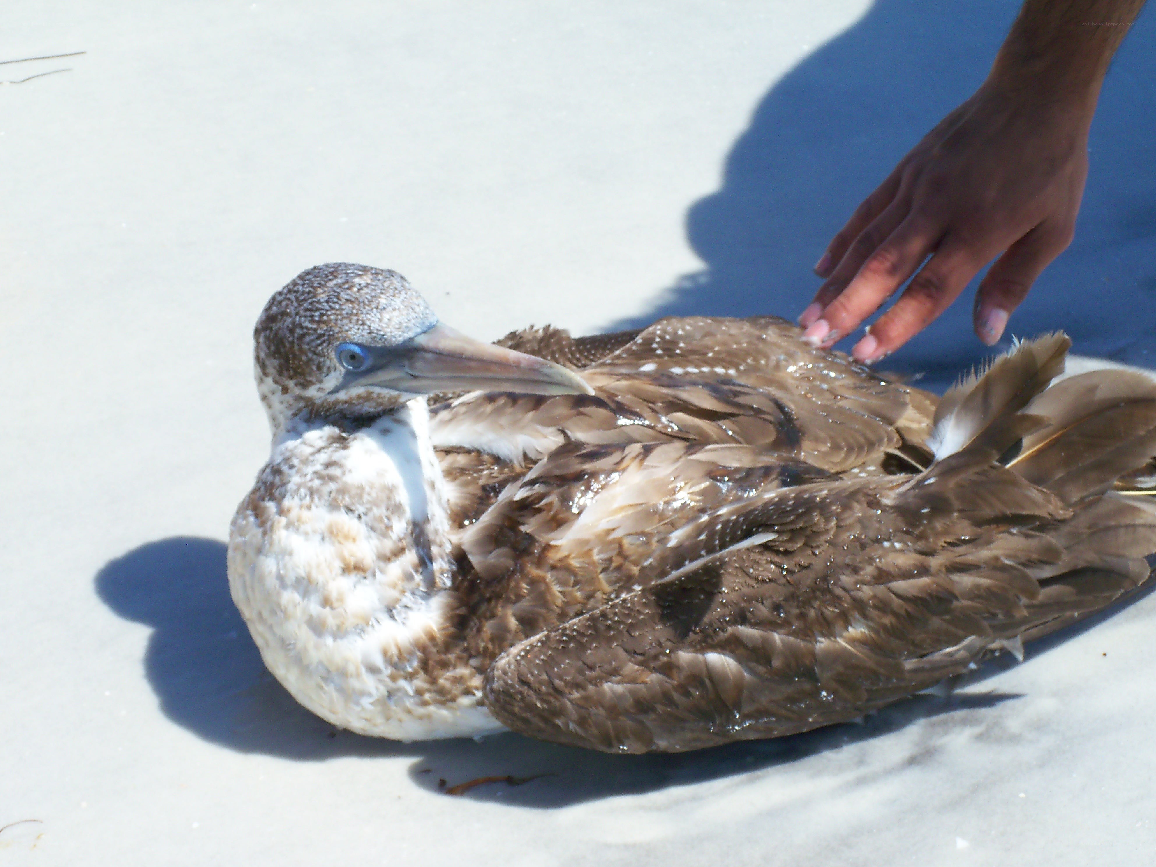 Blue-footed booby on sand