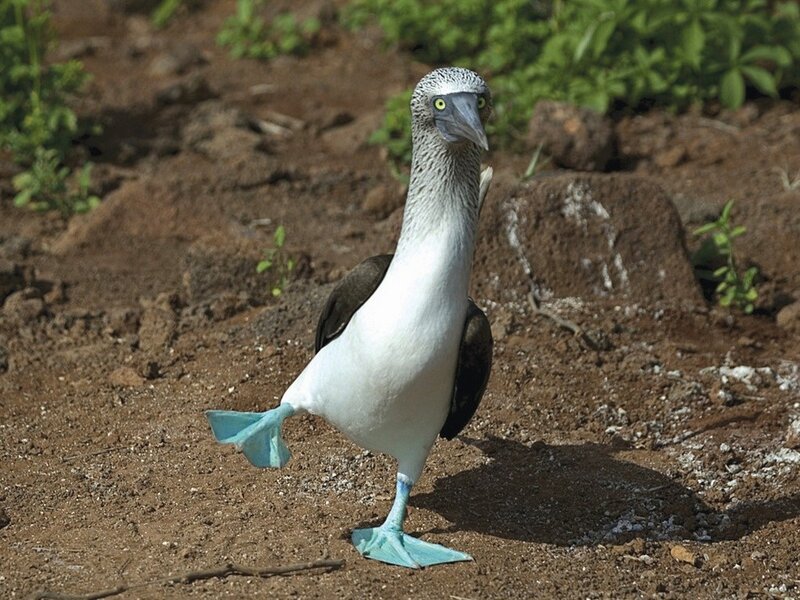 Blue-footed booby on the ground