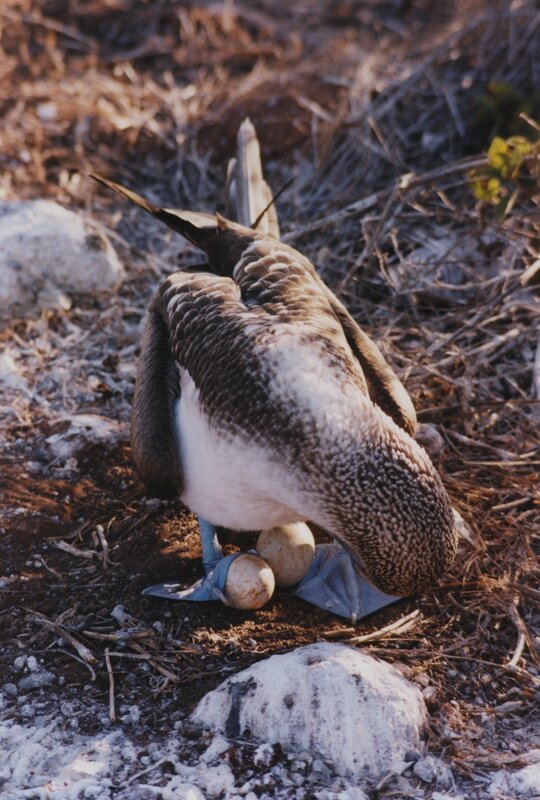 Blue-footed booby tending eggs