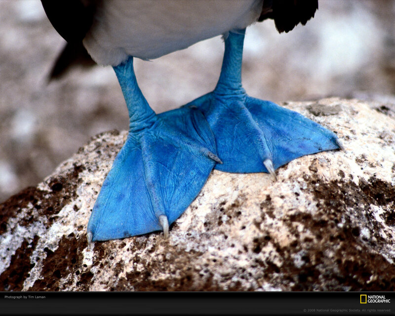 Blue-footed Booby