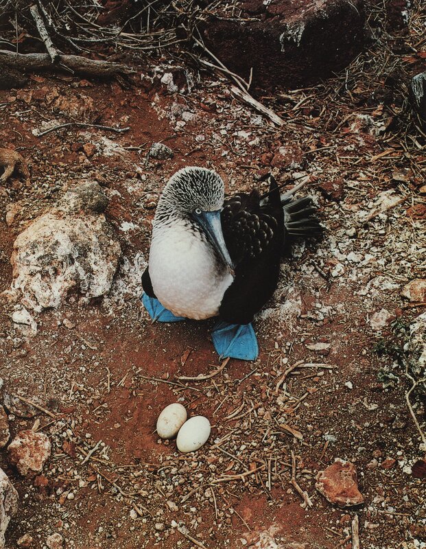 Blue-footed booby with eggs