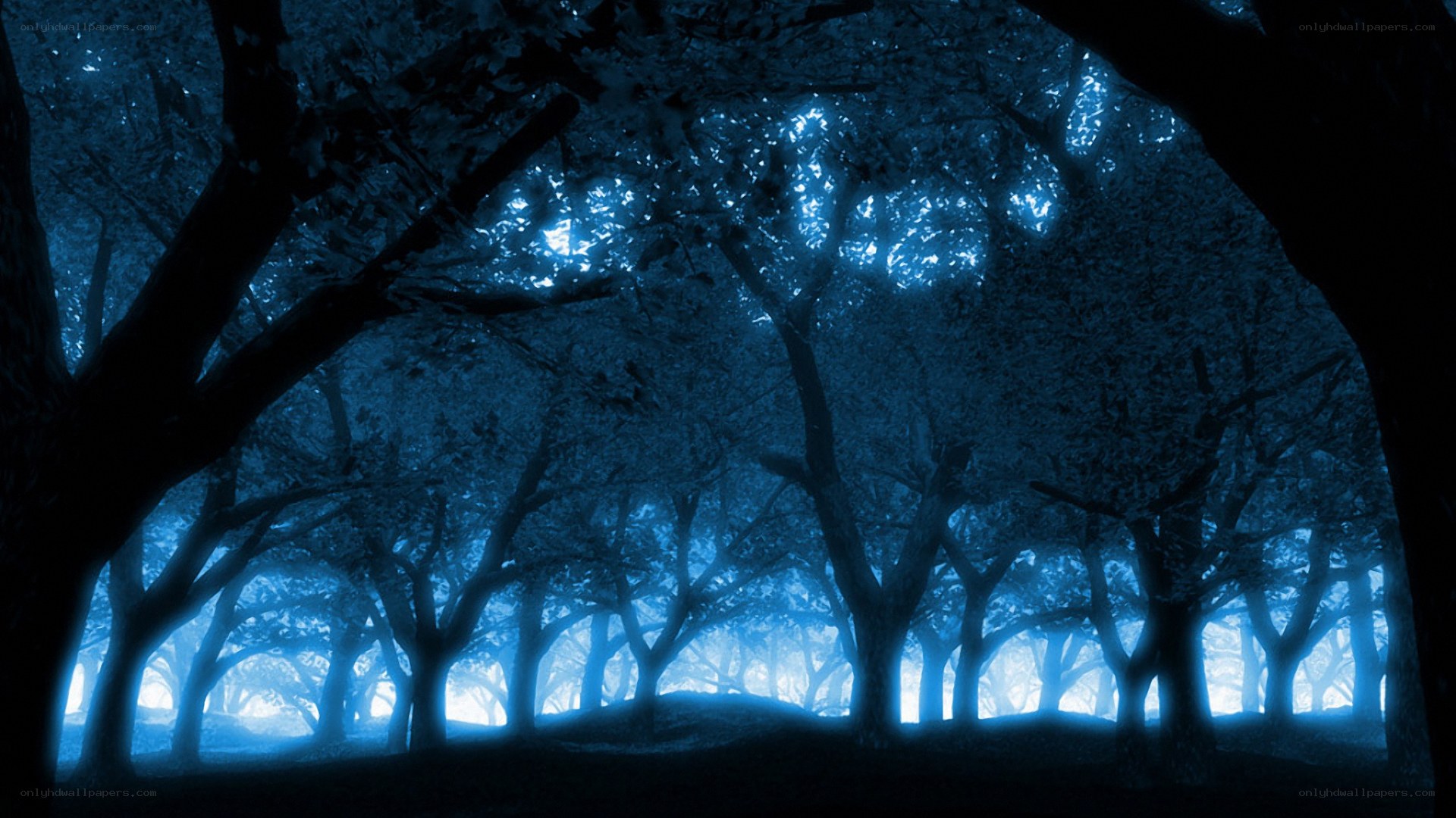 Blue forest at night