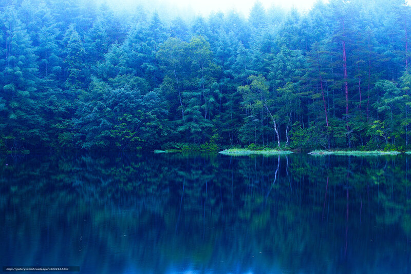 Blue forest lake reflection
