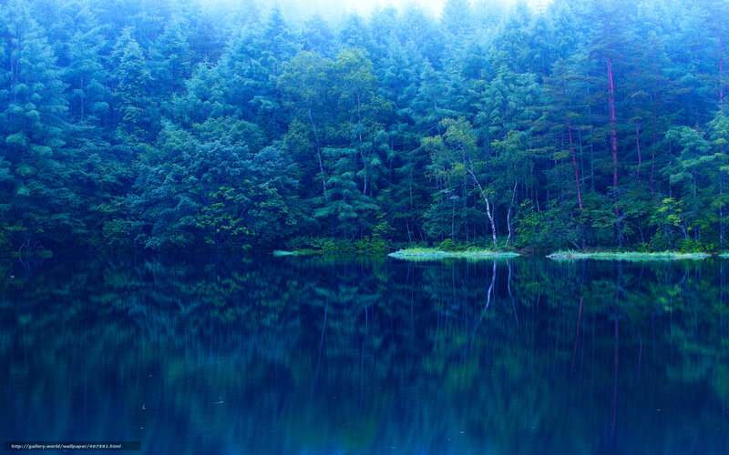 Blue forest lake reflection