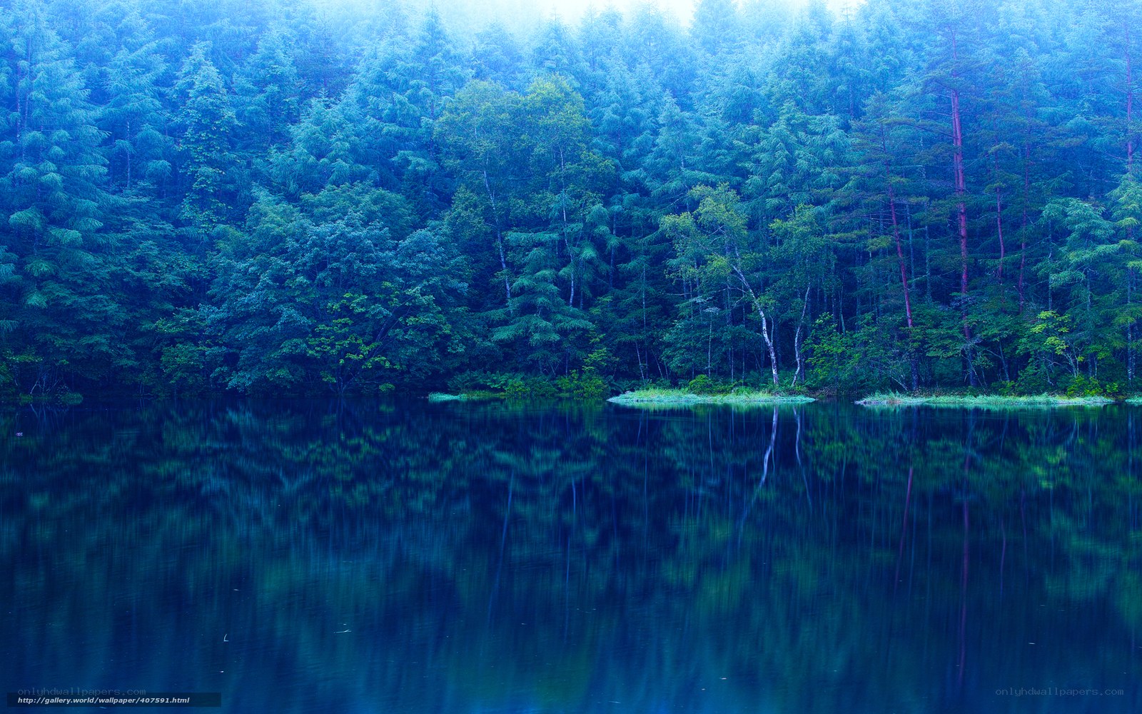 Blue forest lake reflection