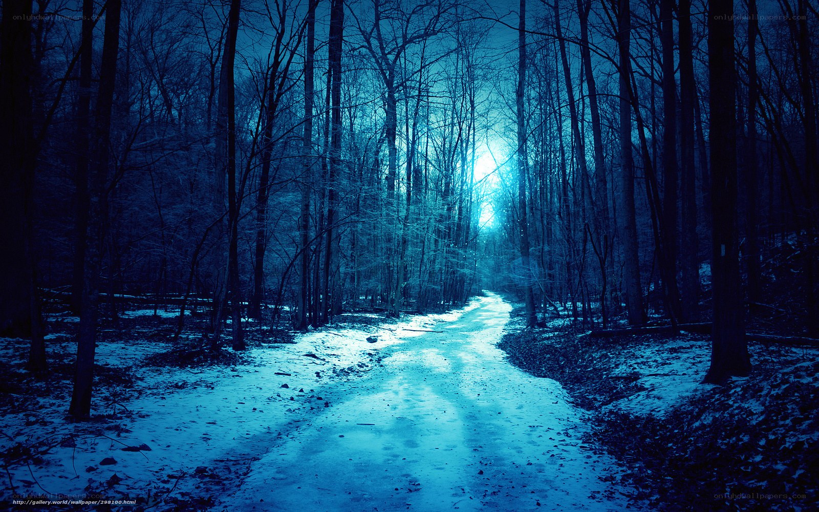 Blue forest path at night