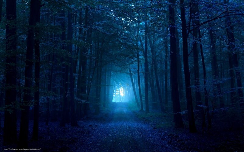 Blue forest path at night