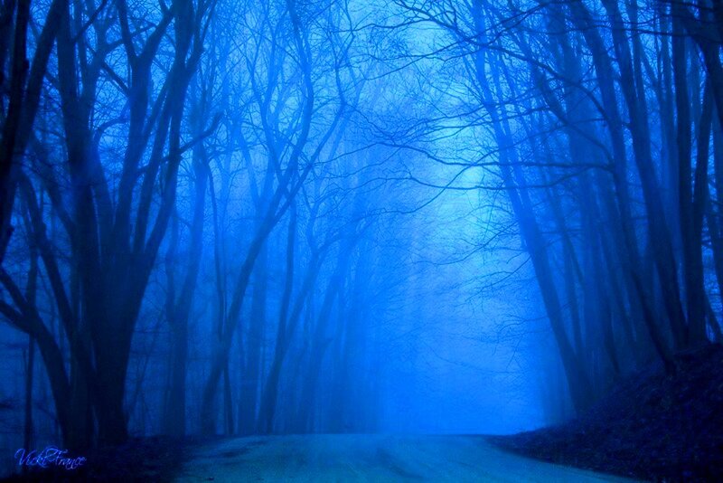 Blue Forest Path — Mysterious