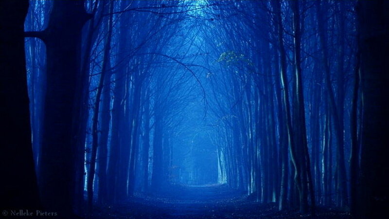 Blue Forest Path