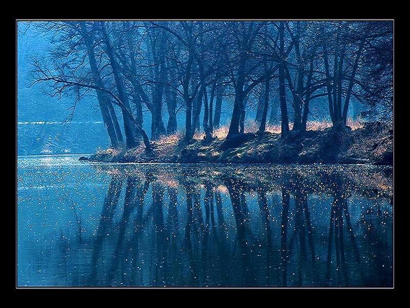 Blue forest reflection on water