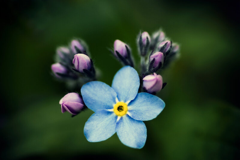Blue Forget-me-not Flower — Serene, Photograph, Buds, Green Background