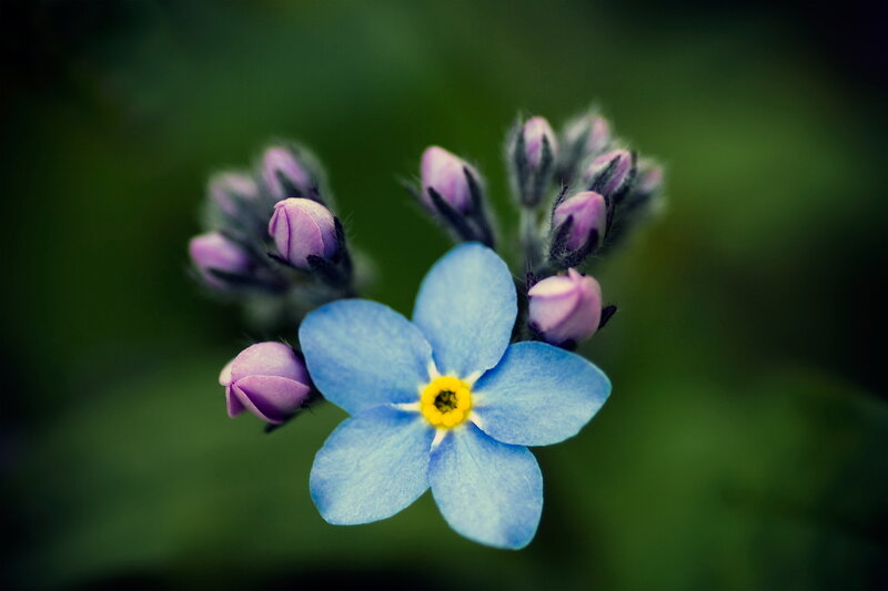 Blue Forget-me-not Flower — Serene, Photograph, Buds