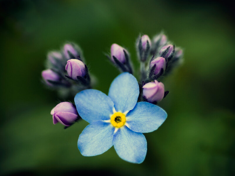 Blue Forget-me-not Flower — Serene, Photograph