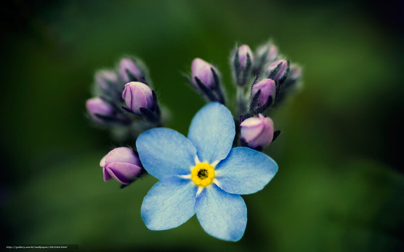 Blue Forget-me-not Flower — Serene, Spring