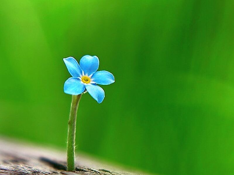 Blue Forget-me-not Flower — Serene