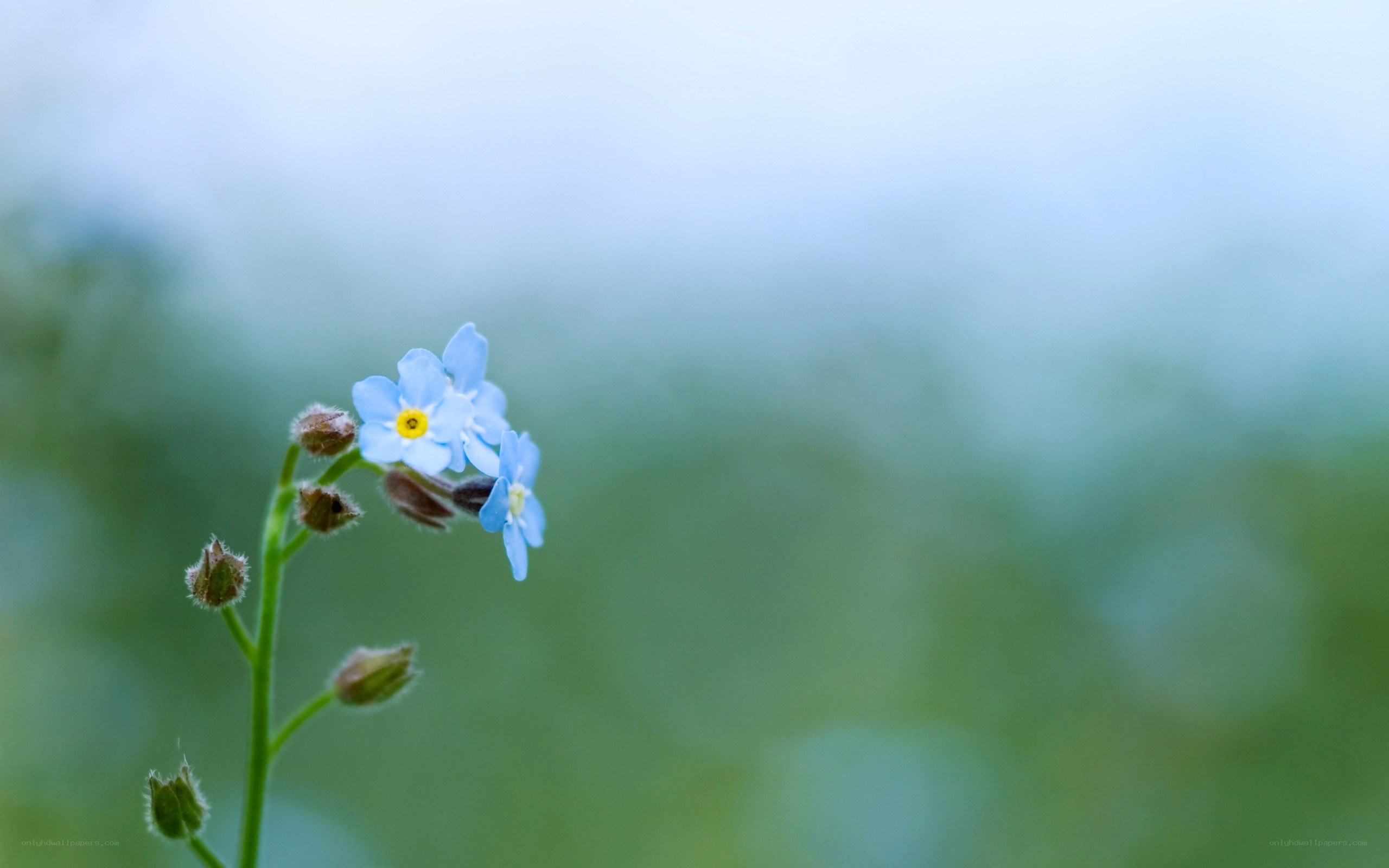 blue forget-me-not flower