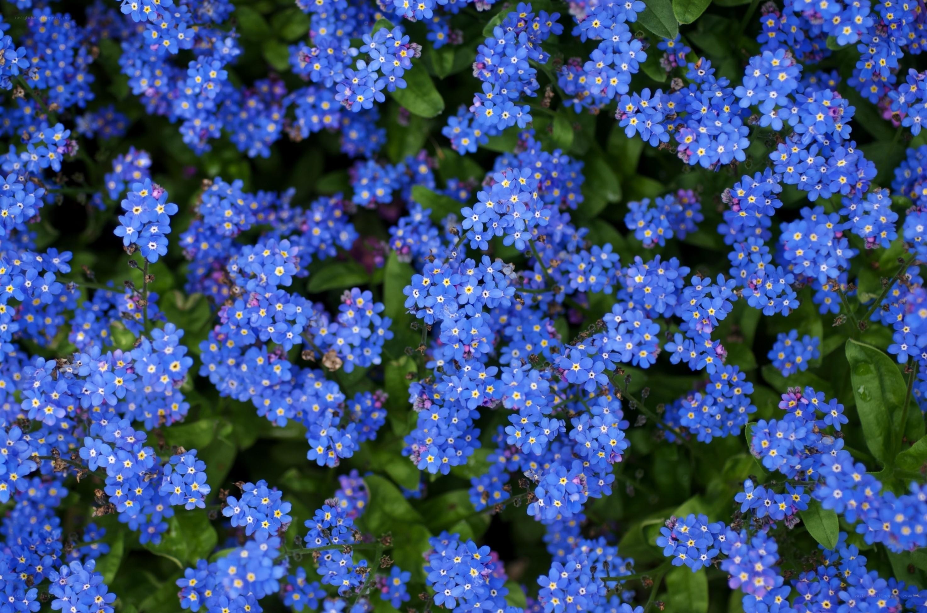 blue forget-me-not flowers