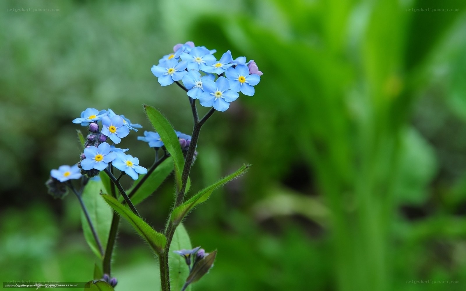 blue forget-me-not flowers