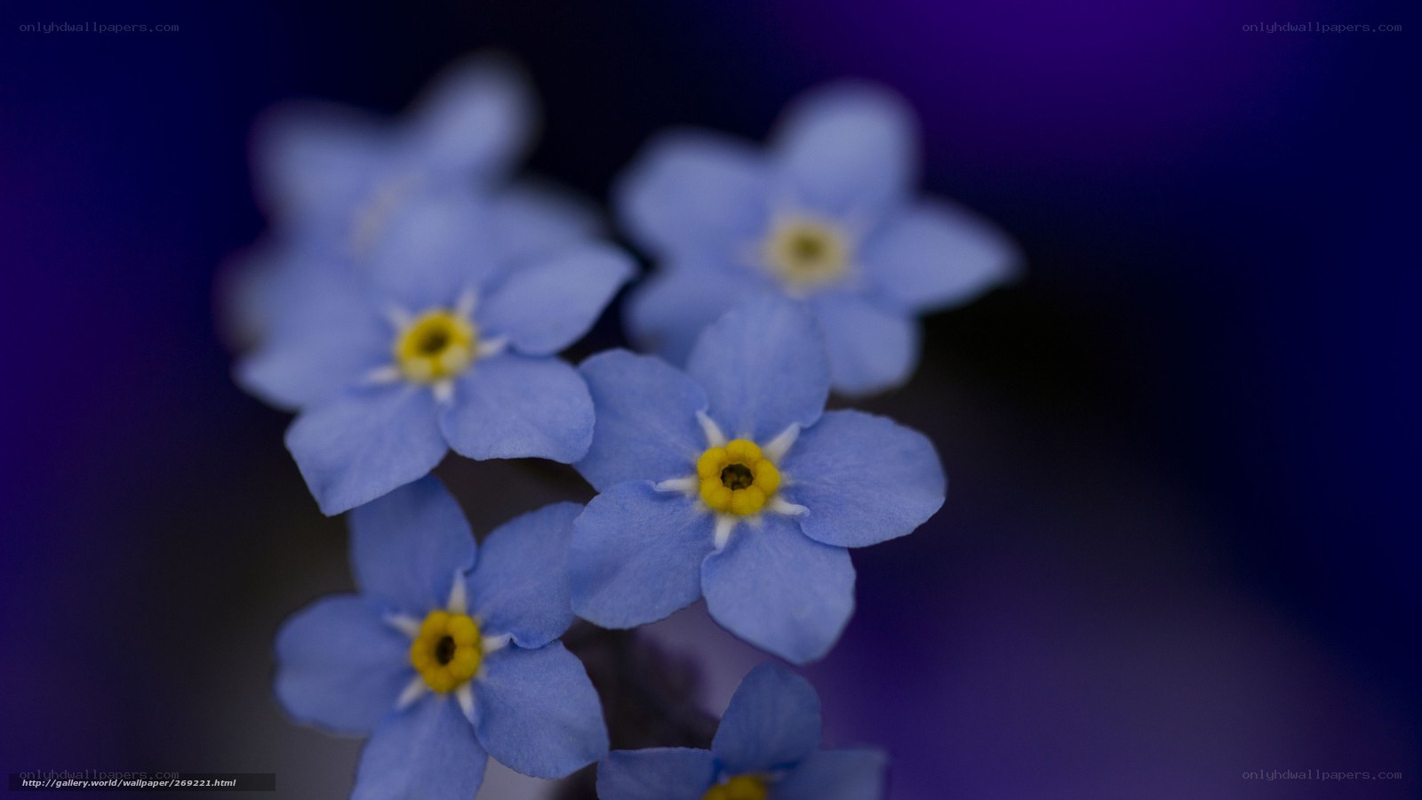 Blue forget-me-not flowers