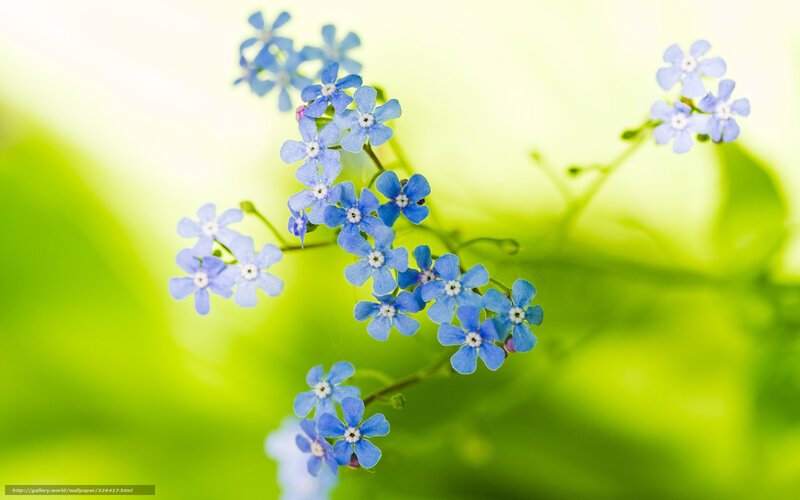Blue forget-me-not flowers