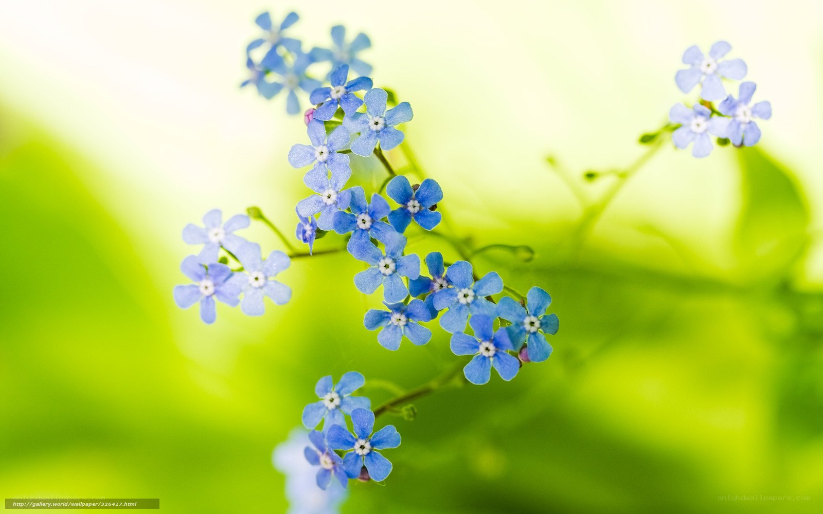 Blue forget-me-not flowers