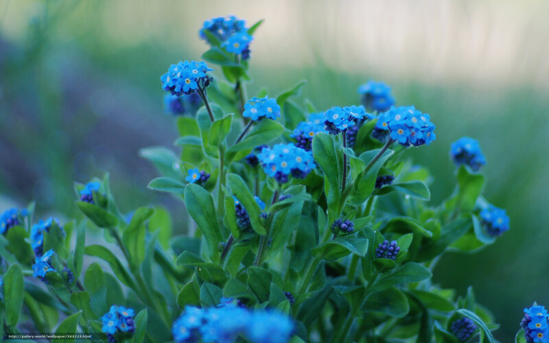 blue forget-me-not flowers