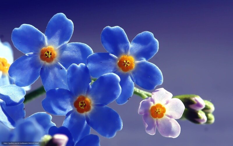 Blue forget-me-not flowers