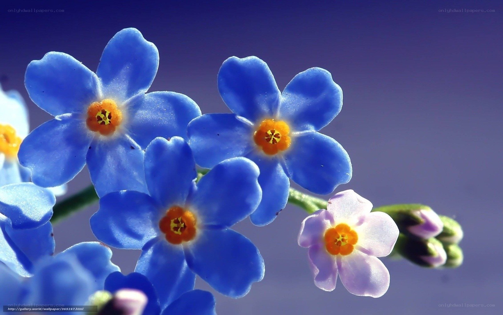 Blue forget-me-not flowers