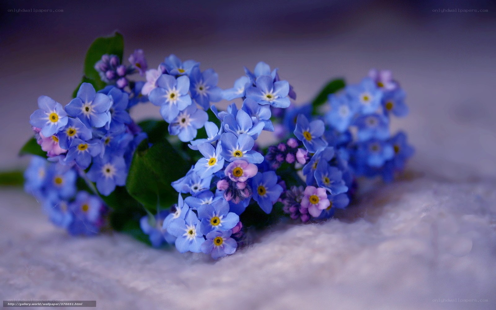 blue forget-me-not flowers