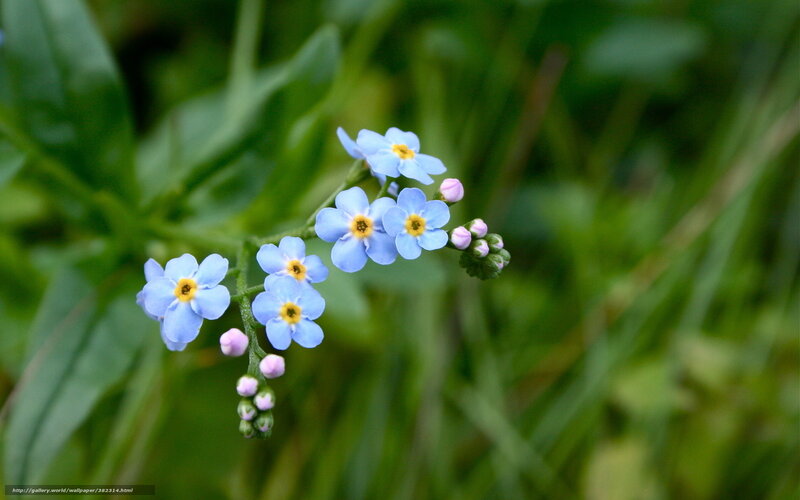 blue forget-me-not flowers