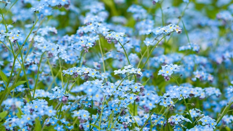 Blue forget-me-not flowers