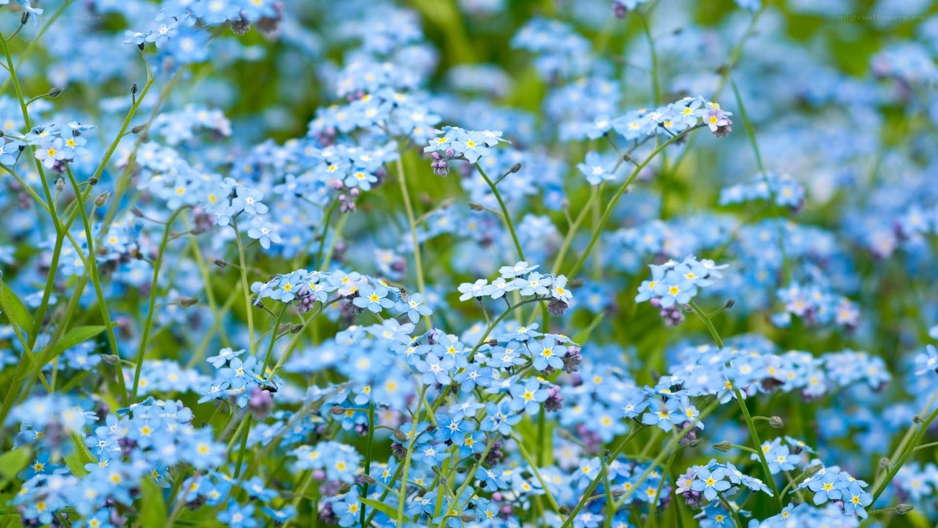 Blue forget-me-not flowers