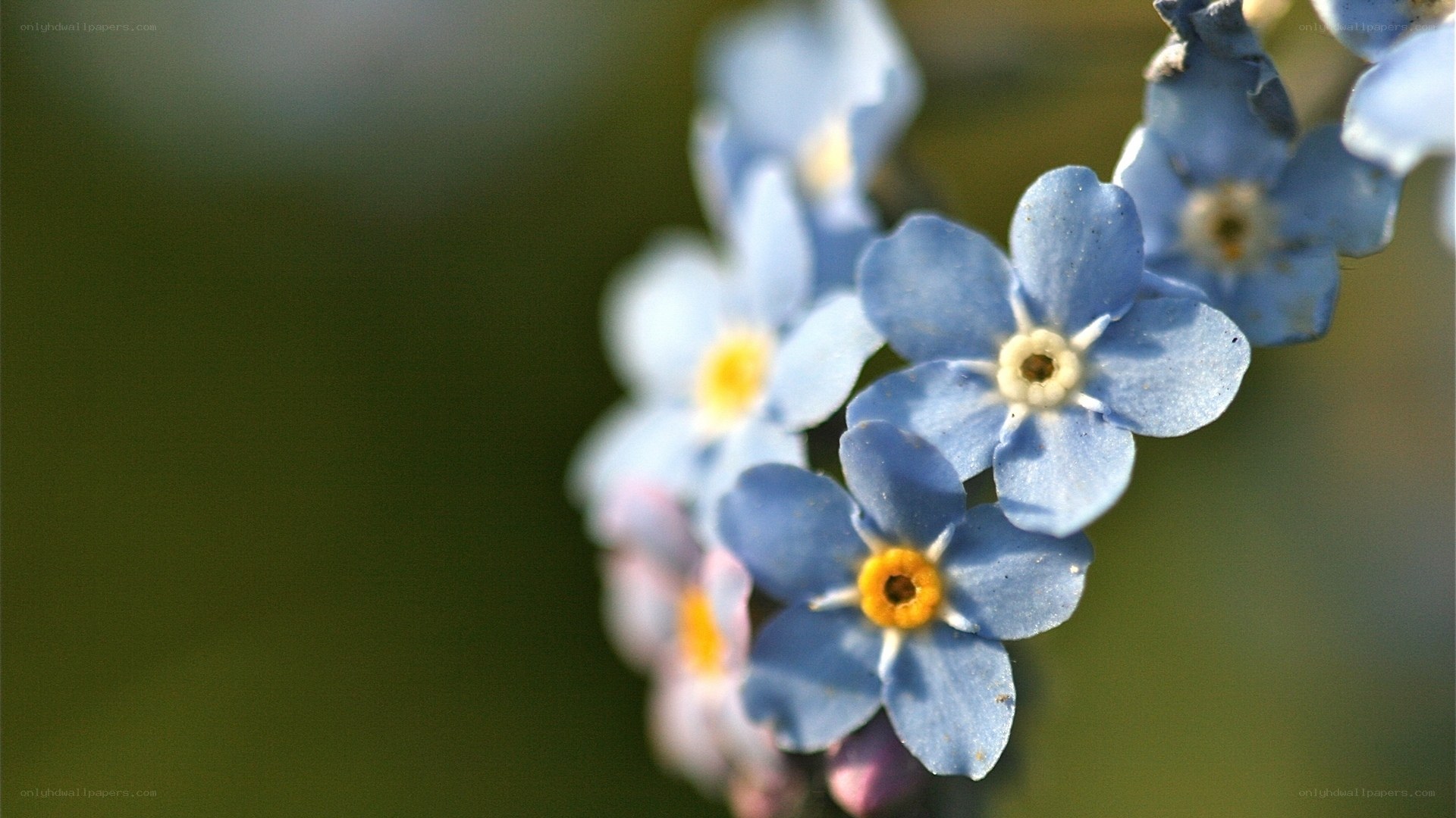 blue forget-me-not flowers