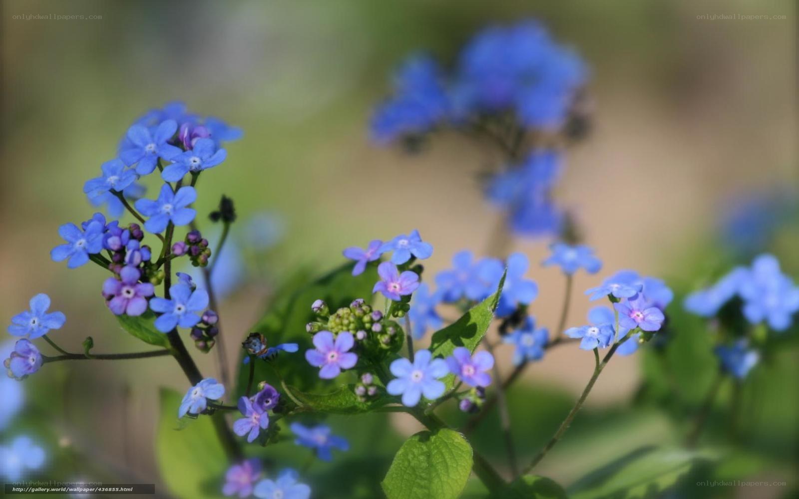 blue forget-me-not flowers