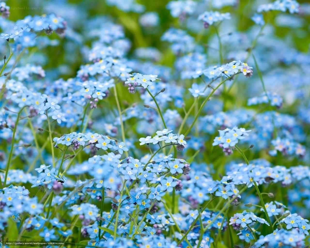Blue forget-me-not flowers