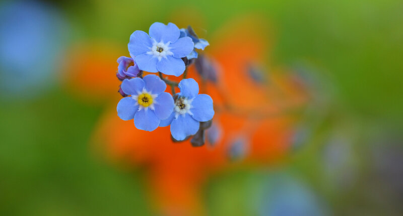 Blue forget-me-not flowers
