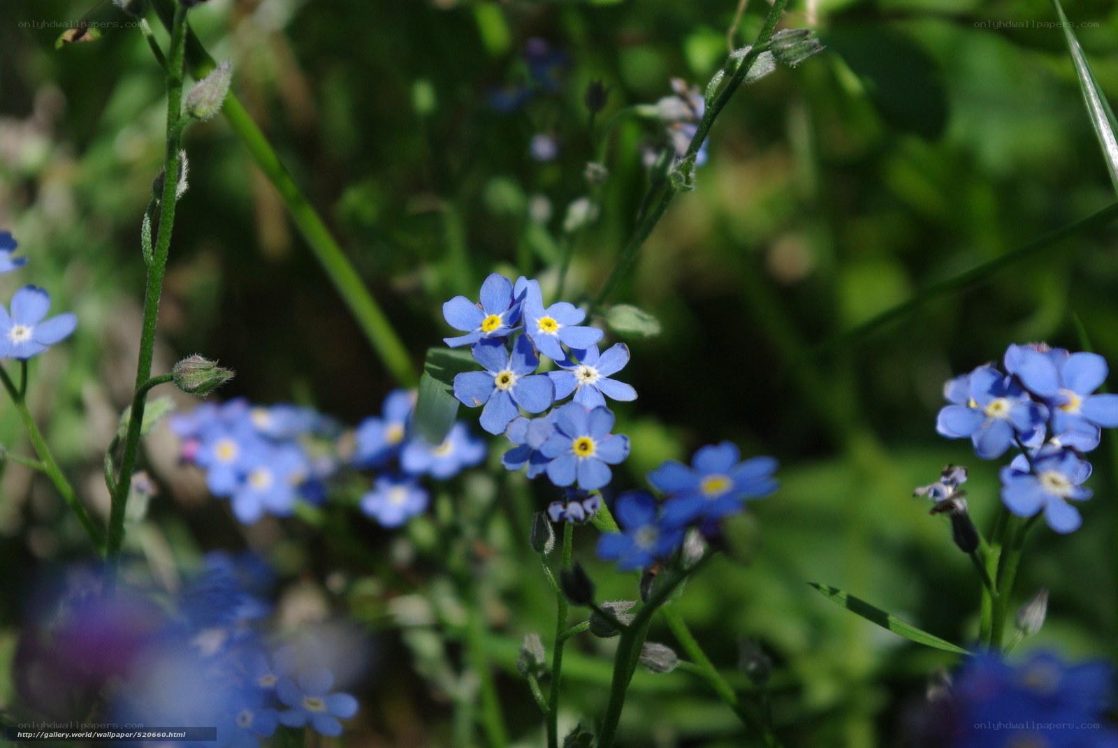 Blue forget-me-not flowers