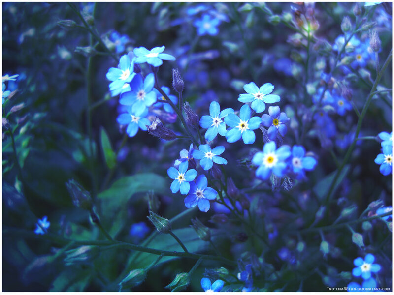 blue forget-me-not flowers