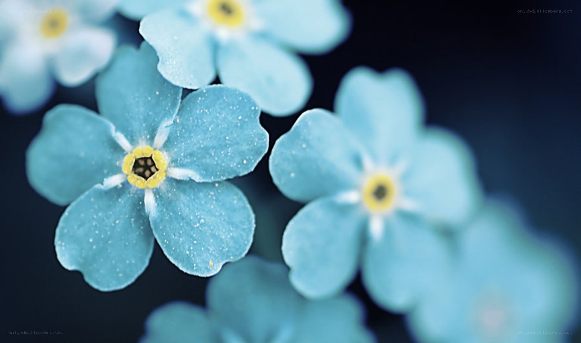 Blue forget-me-not flowers